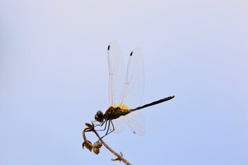 dragonfly on sky