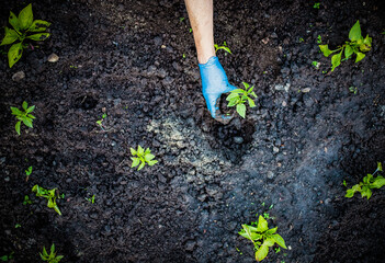 top view of hand planting green pepper seedlings