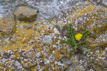 Dandelion on the stone wall