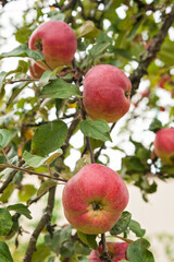 Apples on a branch