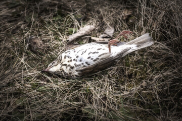 dead bird - trush, song throstle in dry grass, spring or autumn season