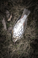 dead bird - trush, song throstle in dry grass, spring or autumn season