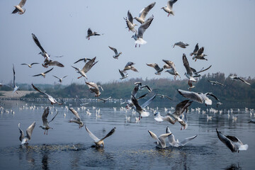 flock of seagulls on the river 