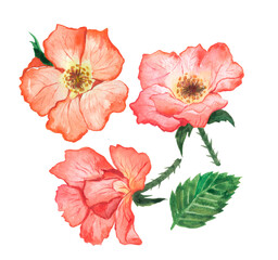 Rosehip watercolor flowers. Spring flowers.