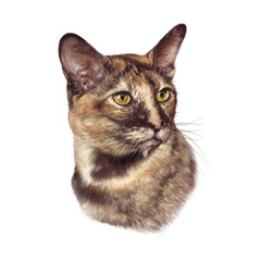 Domestic short haired cat isolated on white background. Close-up portrait of three colored cat. Good for print T-shirt. Hand painted illustration of pet. Art background for pet shop. Design template