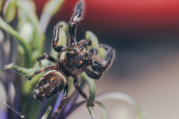 macro of a spider