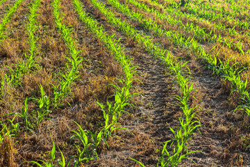 Curving rows of no-till planted field corn with cover crop residue between the rows, holding the...