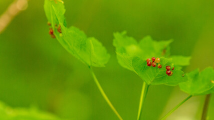 Feuille parasites