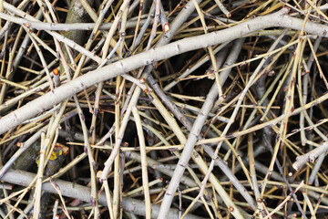 Twig branch texture