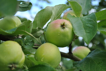 apples on tree