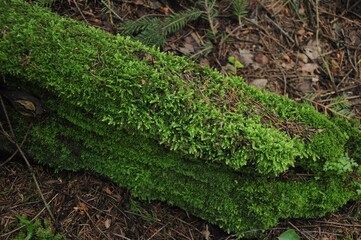 Obraz premium An old log covered with bright green moss