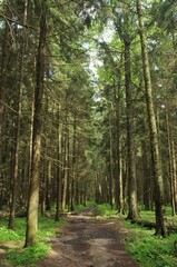 A path in the forest with puddles and old spruces on the sides.