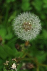 White dandelion flower and bud on a green background close-up vertical
