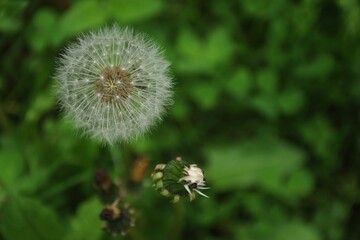White dandelion flower and bud on a green background close-up horizontal
