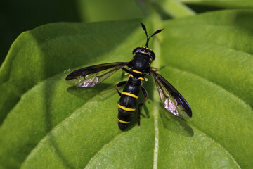 Schwebfliege - Ceriana conopsoides 