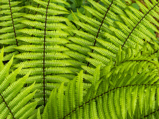Closeup of the bright green fronds of the fern Dryopteris wallichiana