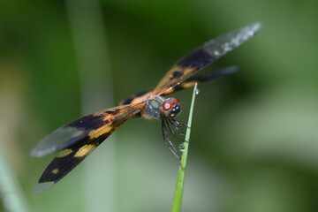 dragonfly on leaf grass