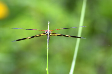 dragonfly on leaf grass