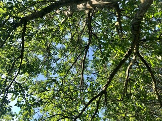 Obraz premium green leaves against the sky