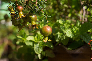 fruit  on a tree