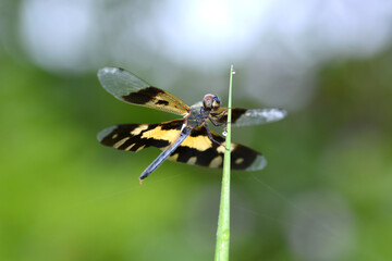 dragonfly on leaf grass