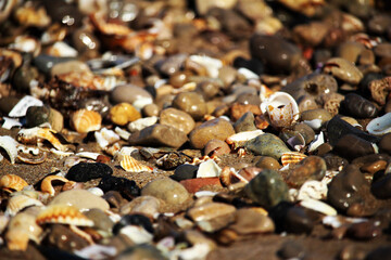 shells on the beach