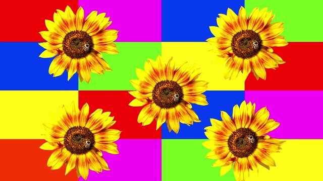 Colorful motion design sunflower background. Dancing sunflowers. VJ clip. Concept of summer and nature in our life.