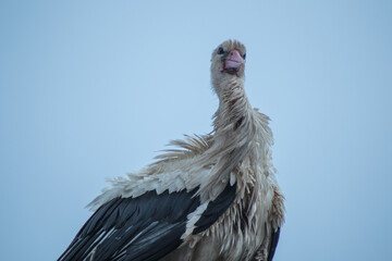 stork in the nest