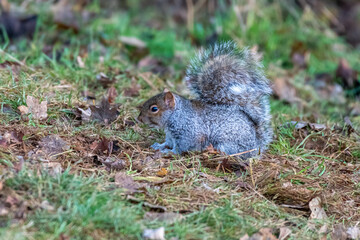 Grey squirrel (Sciurus carolinensis) eating nuts on the ground on a winter day in England