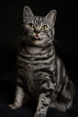 Fototapeta na wymiar Dark silver tabby cat british shorthair on black background portrait