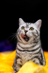 Fototapeta na wymiar Silvertabby Briti shshorthair cat with big tounge on black background