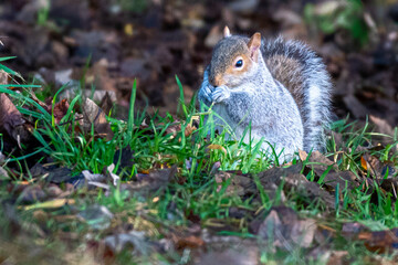 Grey squirrel (Sciurus carolinensis) eating nuts on the ground on a winter day in England