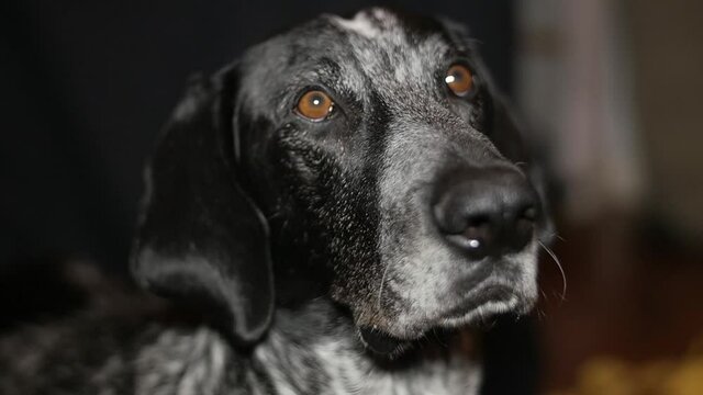 German Shorthaired Pointer Dog