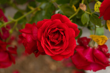 
wild red rose in a park in the Czech Republic