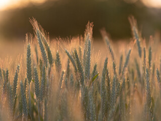 Getreidefeld am Abend