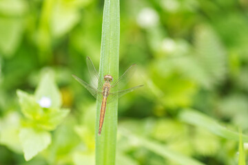 dragonfly on leaf grass