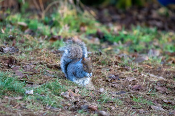Grey squirrel (Sciurus carolinensis) eating nuts on the ground on a winter day in England