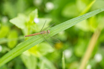 dragonfly on leaf grass