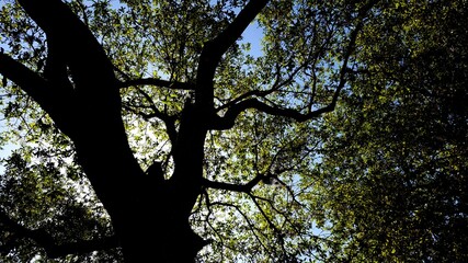 Tree With Squirrel Illuminated from Behind