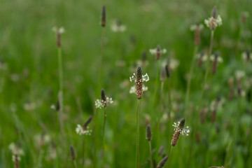 
green grass on the field in the park