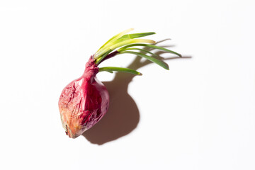 Ugly red onion with green sprouts on a white background with a hard shadow.