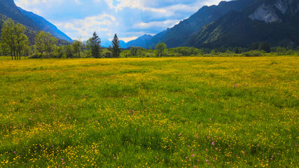 Low flight over a green meadow in the German Alps of Bavaria - Allgau district. aerial drone footage