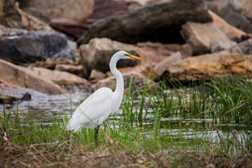 Great egret standing  in ocean water