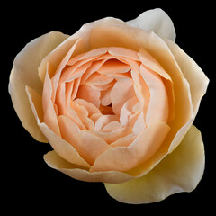 Peach coloured rose