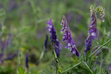 
wild red rose in a park in the Czech Republic