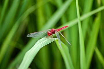 dragonfly on leaf grass