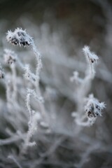 Frosted grass at cold winter or autumn day, dry plant and grass in garden covered with hoarfost in cold winter day