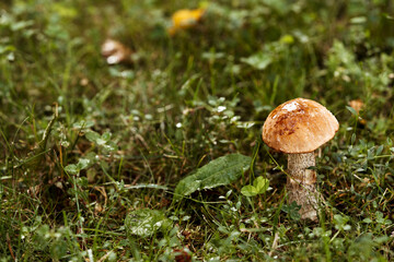 Wild mushrooms boletus in green wet grass in the forest.