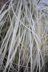 Frosted grass at cold winter or autumn day, dry plant and grass in garden covered with hoarfost in cold winter day