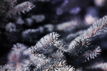 Naklejka na ściany i meble Fir branches covered with hoarfrost, moody Christmas, New Year and winter background